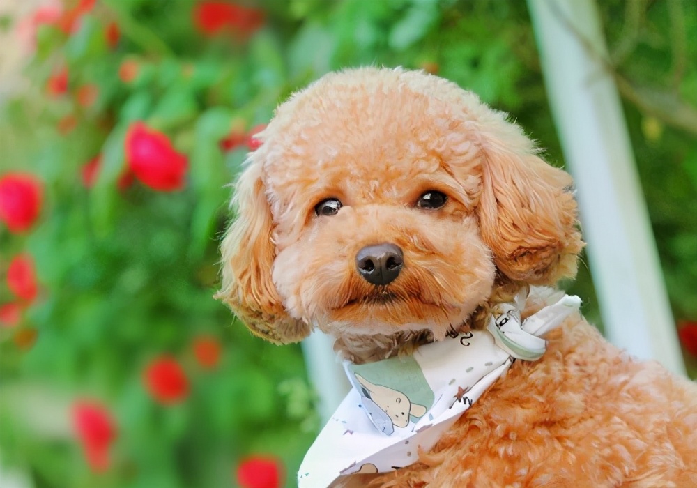 泰迪这几大部位，主人不要乱打，都是它的“命线”