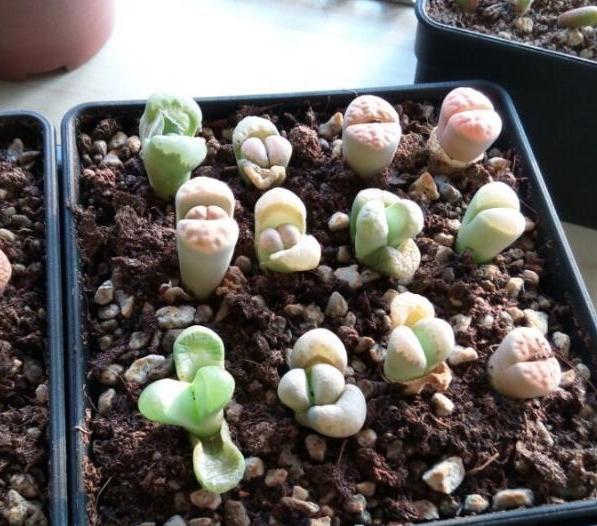 多肉生石花怎么移栽,生石花最好养的多肉