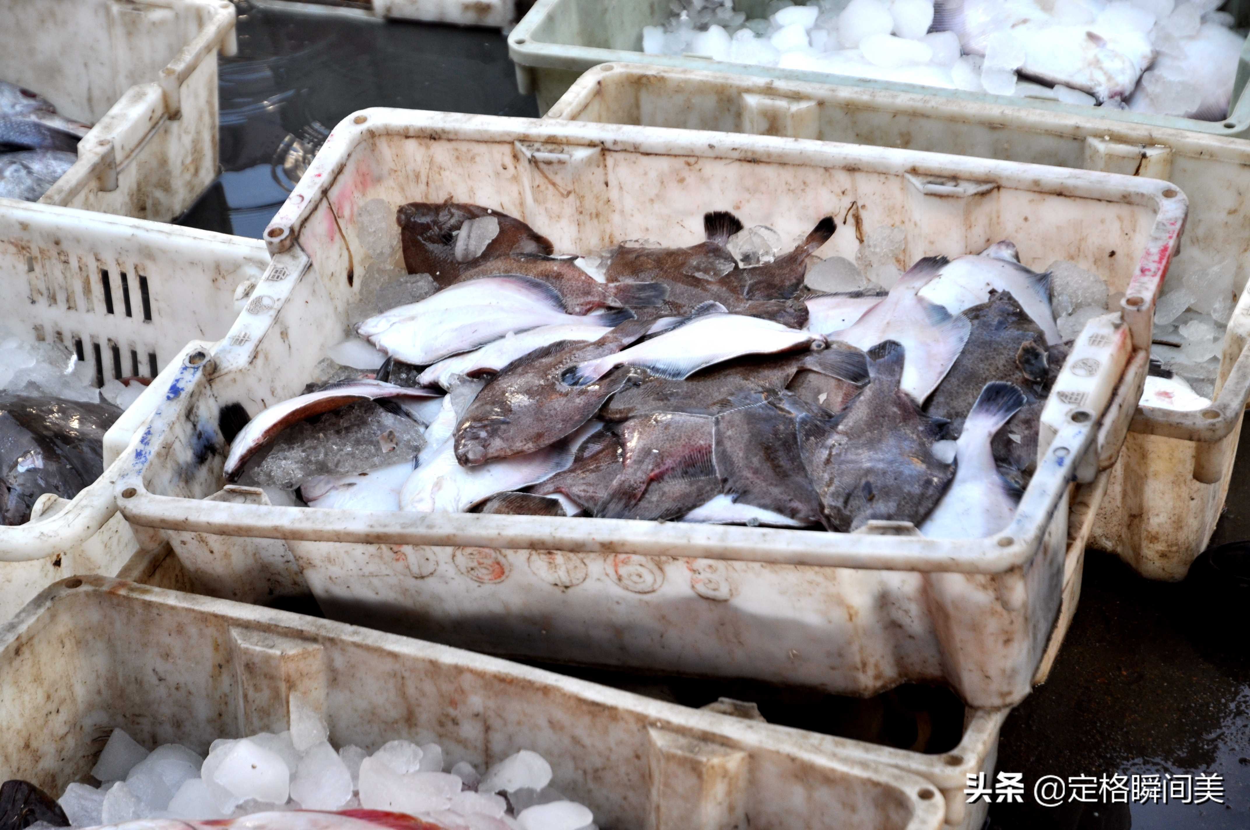 青岛开海海鲜种类,青岛开海后的海鲜价格