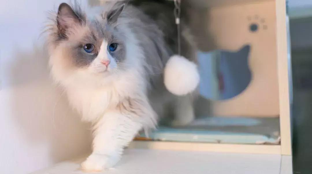 养狗预防老年抑郁症,养狗治抑郁症最好的药方