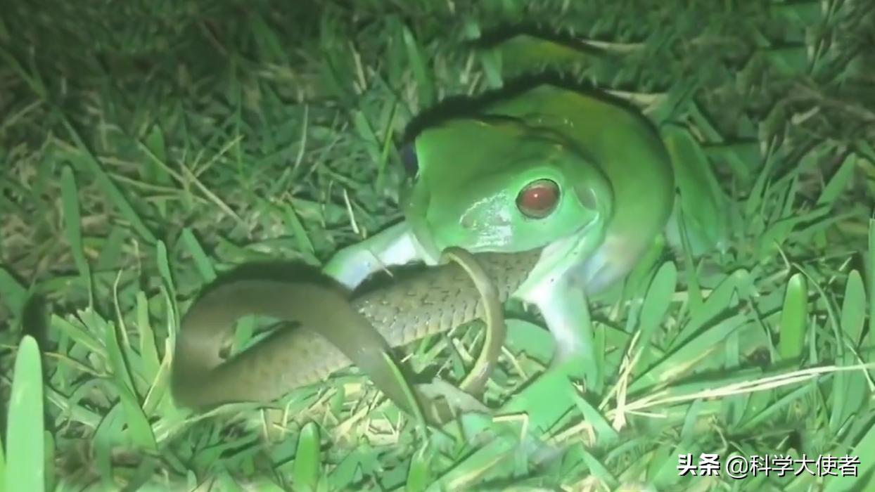 蛇能吃青蛙还是青蛙能吃蛇,蛇吃青蛙的全过程有多可怕