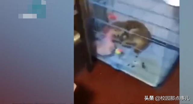 这位开水烫狗的医学院研究生，你若为医者，谁敢找你看病！