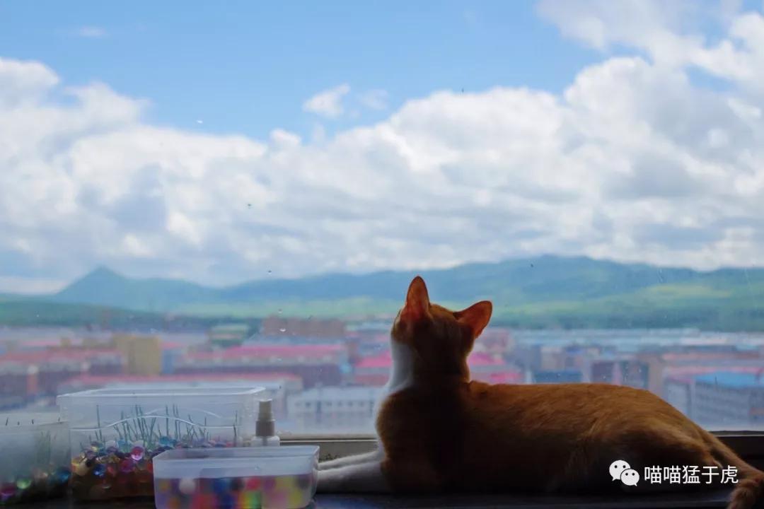 治疗猫咪抑郁症的四个方法图,猫抑郁的最佳治疗方法