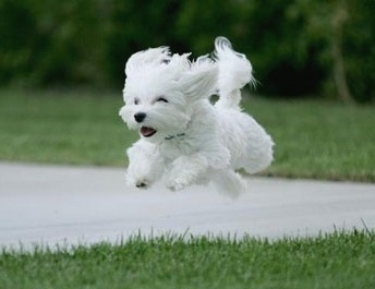 狗狗价位,寄养狗狗大约价位