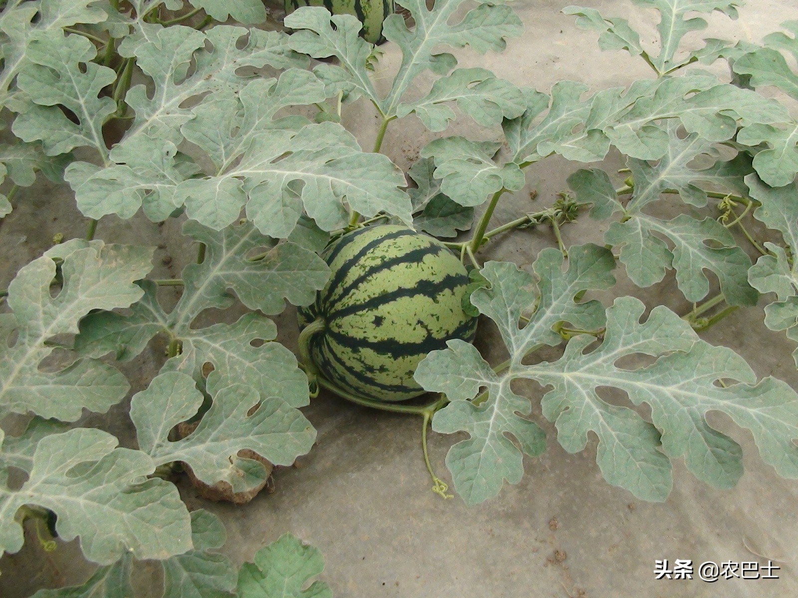 西瓜病毒病用什么办法预防比较好,西瓜病毒病的综合防治方法