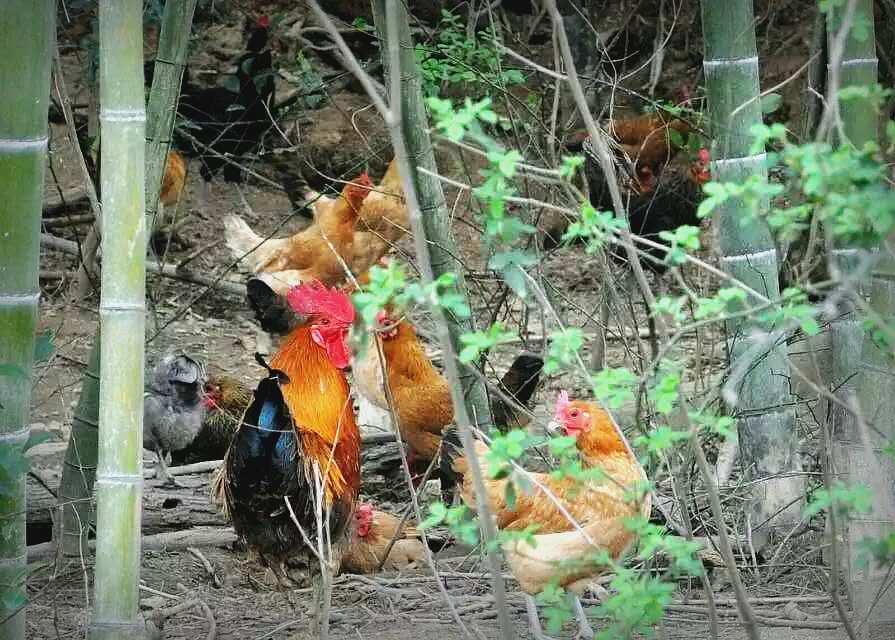 900元开启养鸡路，10年九死一生，创出“百草鸡”