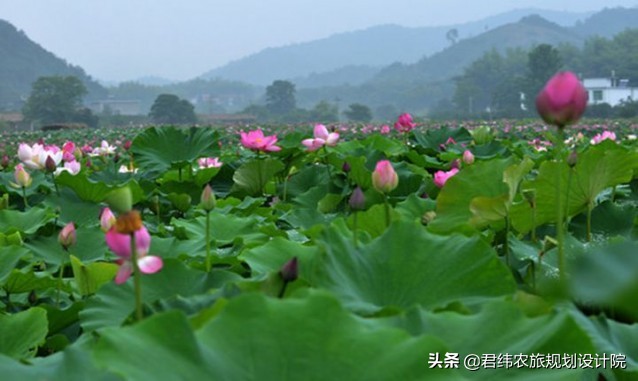 德安老山湾生态庄园一日游,江西山谷春果桑园生态旅游山庄