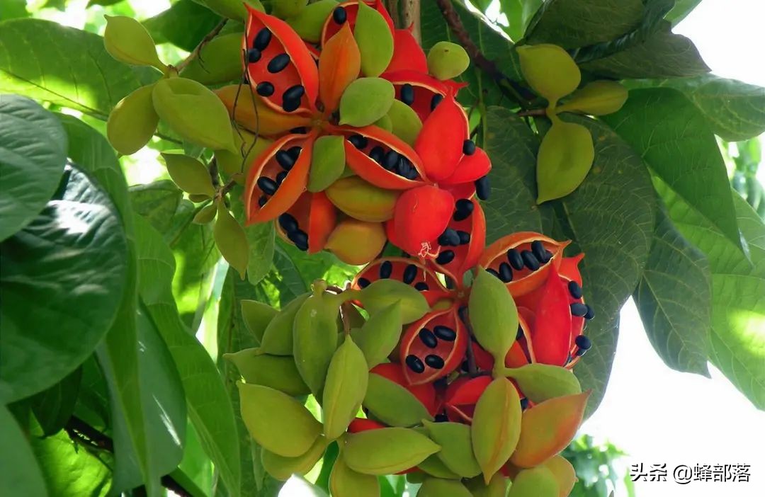 苹婆果广西叫法,假苹婆果实有毒吗