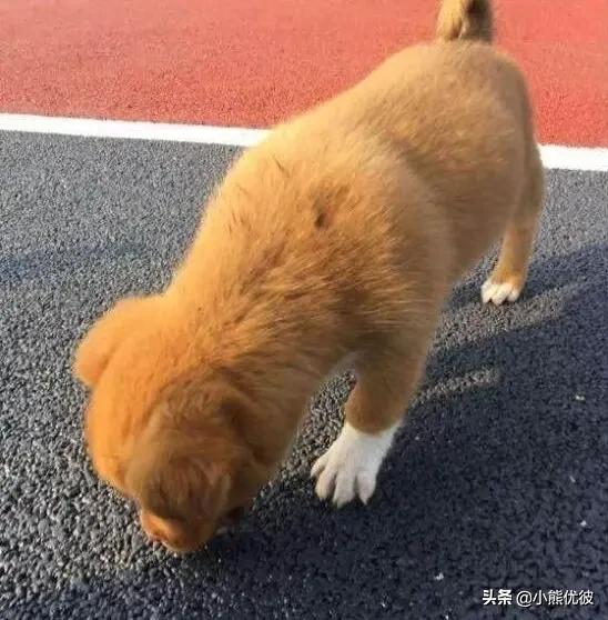 瀵逛汉绫绘渶蹇犺瘹鐨勫姩鐗╂帓鍚嶉┈,瀵逛汉绫绘渶蹇犺瘹鐨勯┈