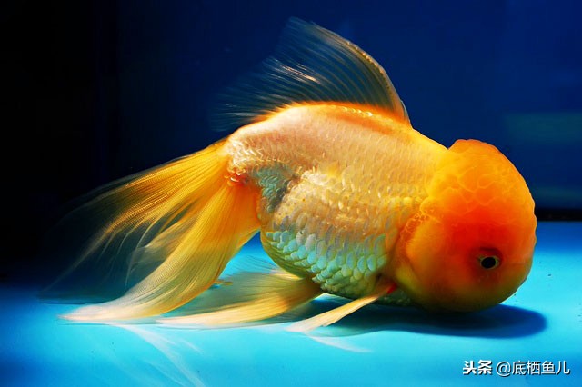 鱼眩晕怎么办呢,鱼腰偏头痛