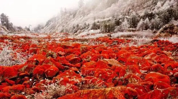 地球最强抗氧化虾青素,虾青素的抗氧化活性综述