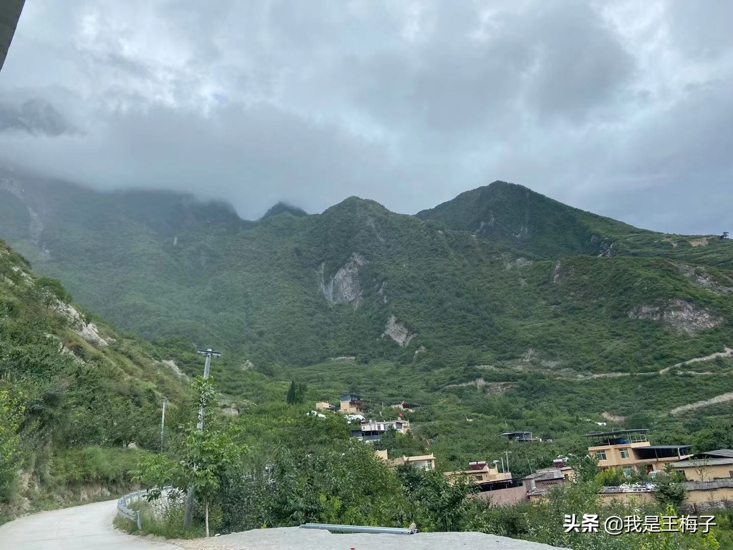 汶川农村西梅树砍了种玉米，10年后成高端水果，有人后悔的拍胸脯