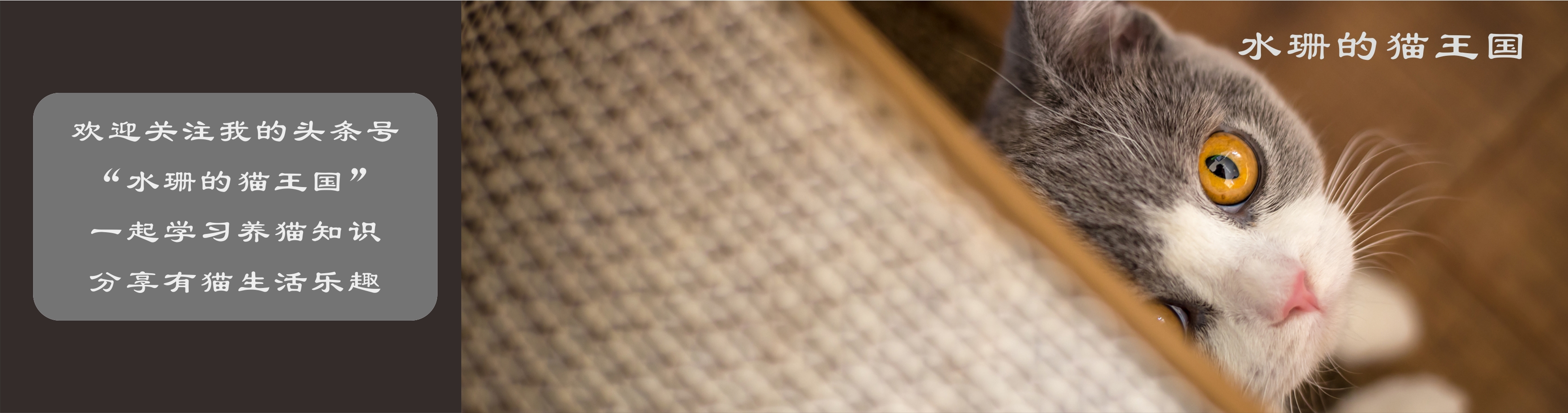 新手养猫前应该注意的几个问题,怎么养猫养成吃饭的习惯