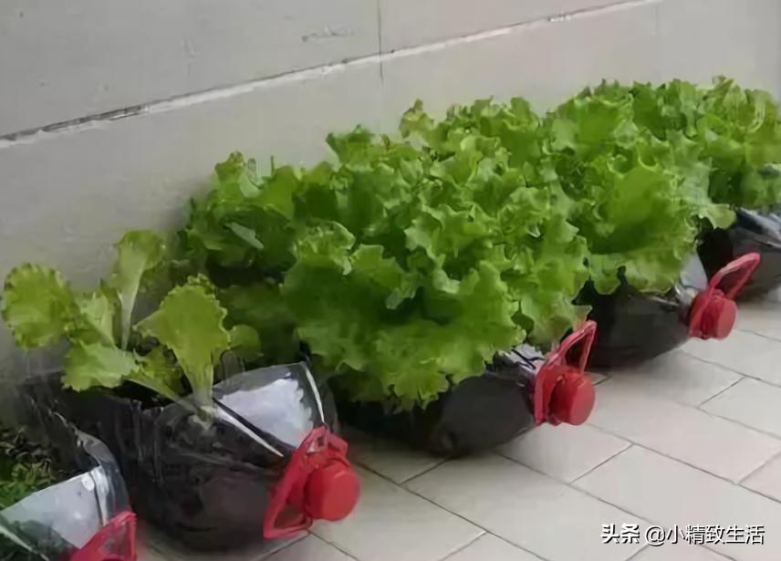 塑料桶里种菜,家庭阳台无土种植蔬菜