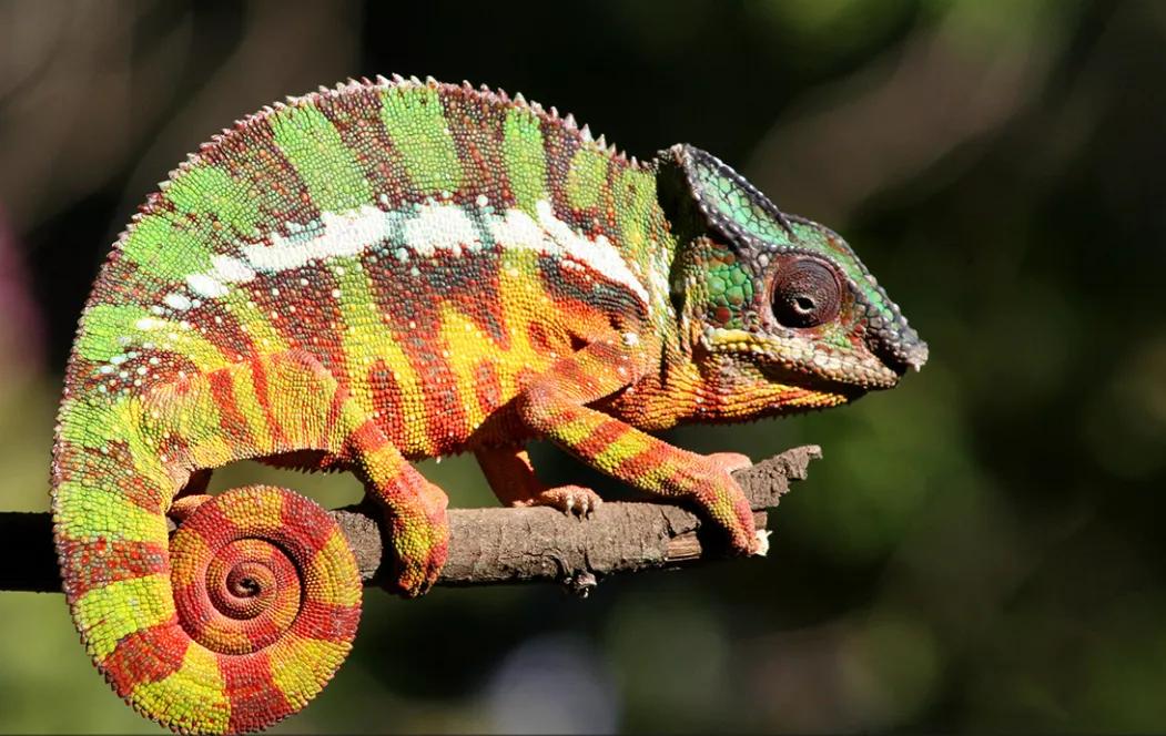 小艾说艺术|隐藏起来的创作形式—画什么不见什么