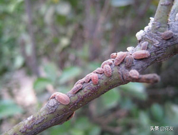 米兰花病虫害图文解析大全,米兰花如何防病虫害