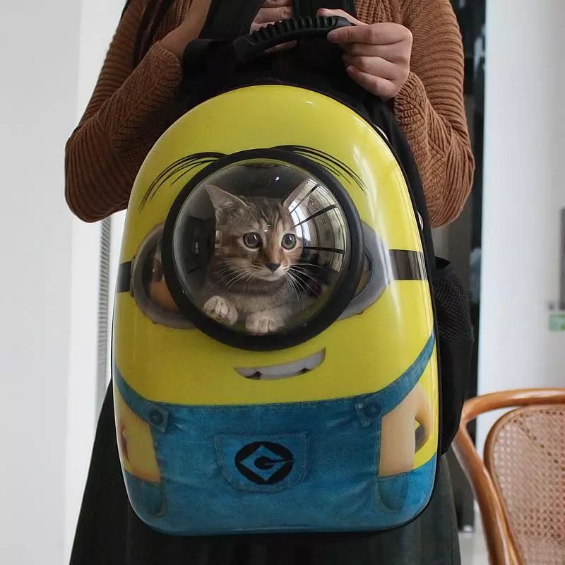 铲屎官旅游小猫咪开门,铲屎官出门猫咪躲床下