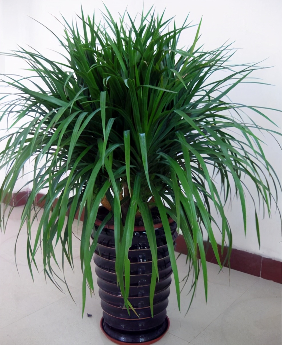 龙血树绿植好处,龙血树和绿植