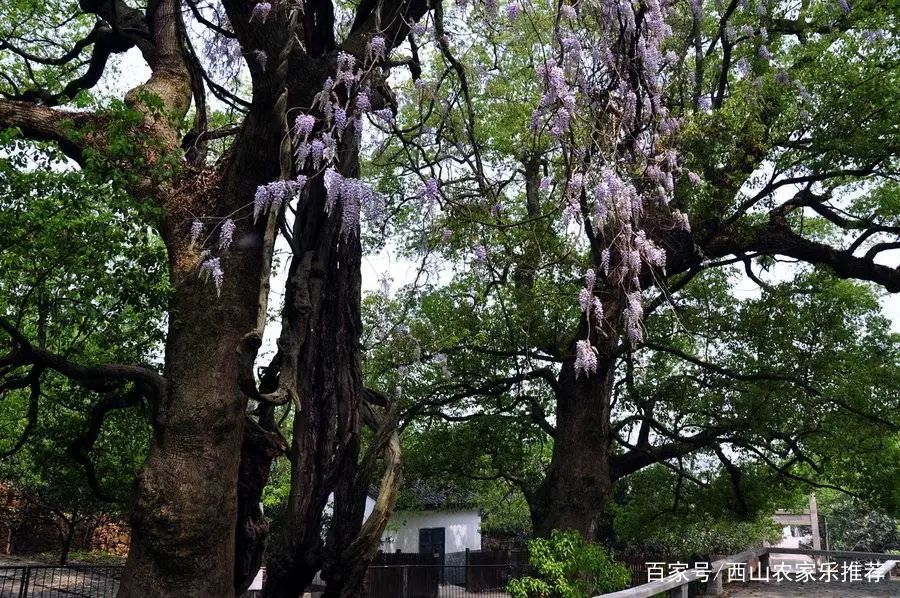 苏州西山免费打卡,苏州东山风景区网红打卡