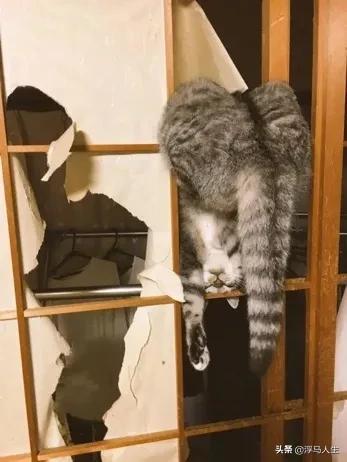 猫为什么会做梦,猫咪也会做梦吗都梦到了啥