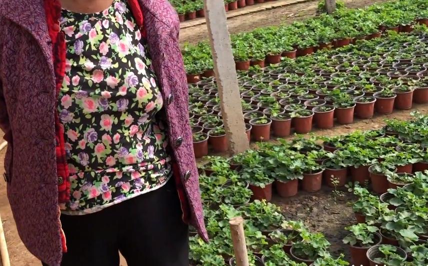 老奶奶种天竺葵,天竺葵大棵老桩