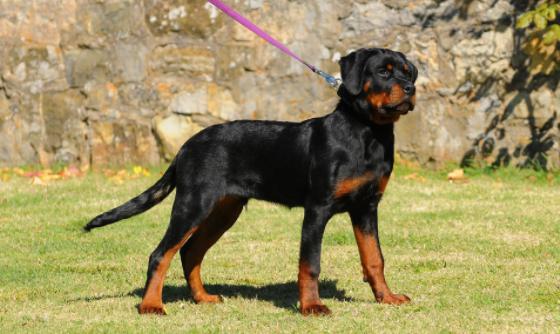 这五种狗狗价格感人，5千万一只要不要？