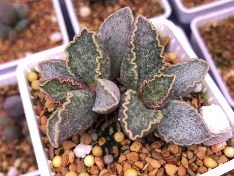 水泡多肉大全,水泡多肉叶片发焉