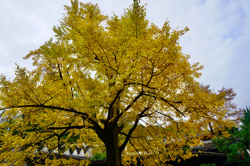 康熙乾隆12次下江南，却去了惠山古镇14次，一个小镇到底藏了啥？