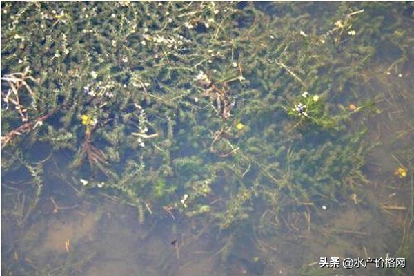 你买的螃蟹都是苦的？别着急骂商家，做好最后一步，味道鲜美升级