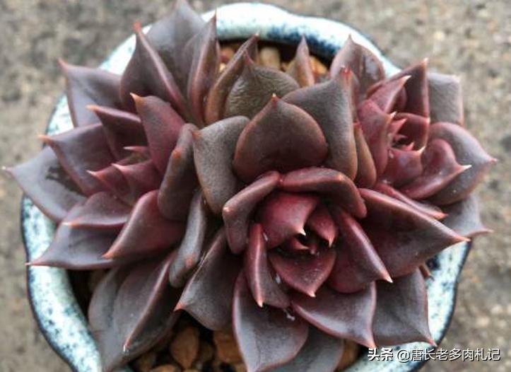 多肉黑王子哪个品种好,多肉黑王子该怎么养呢