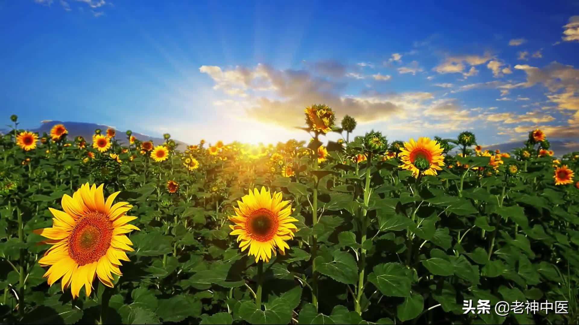 充足阳气的六大方法,阳气足易长寿4招教你找回阳气