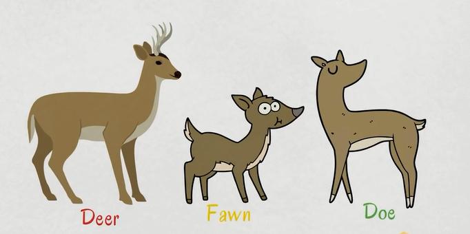 动物英语名称视频大全,兔小贝英语宝典动物名称