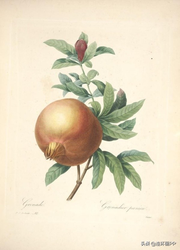 插画风简单的花手绘图片,唯美手绘田园插画图片大全