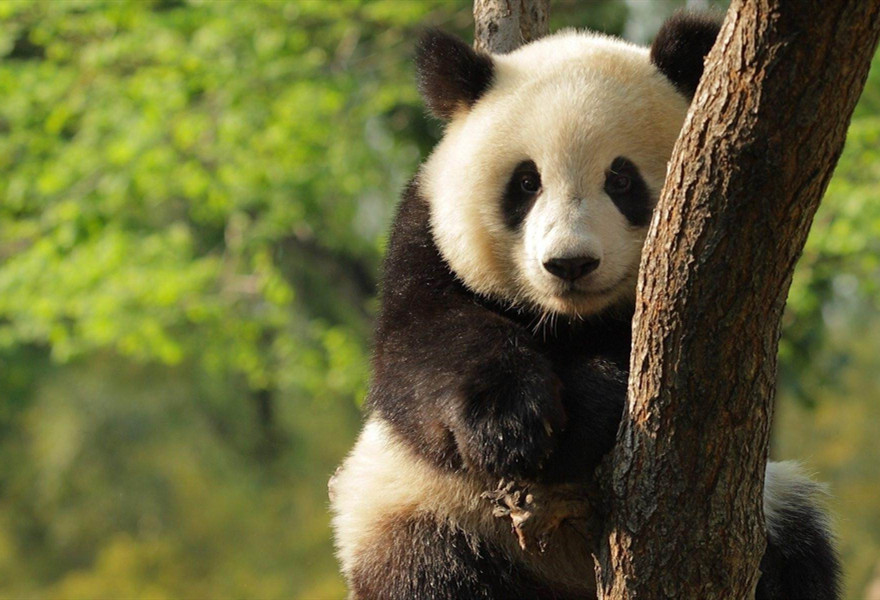 大熊猫的国际社交地位,大熊猫在日本的待遇