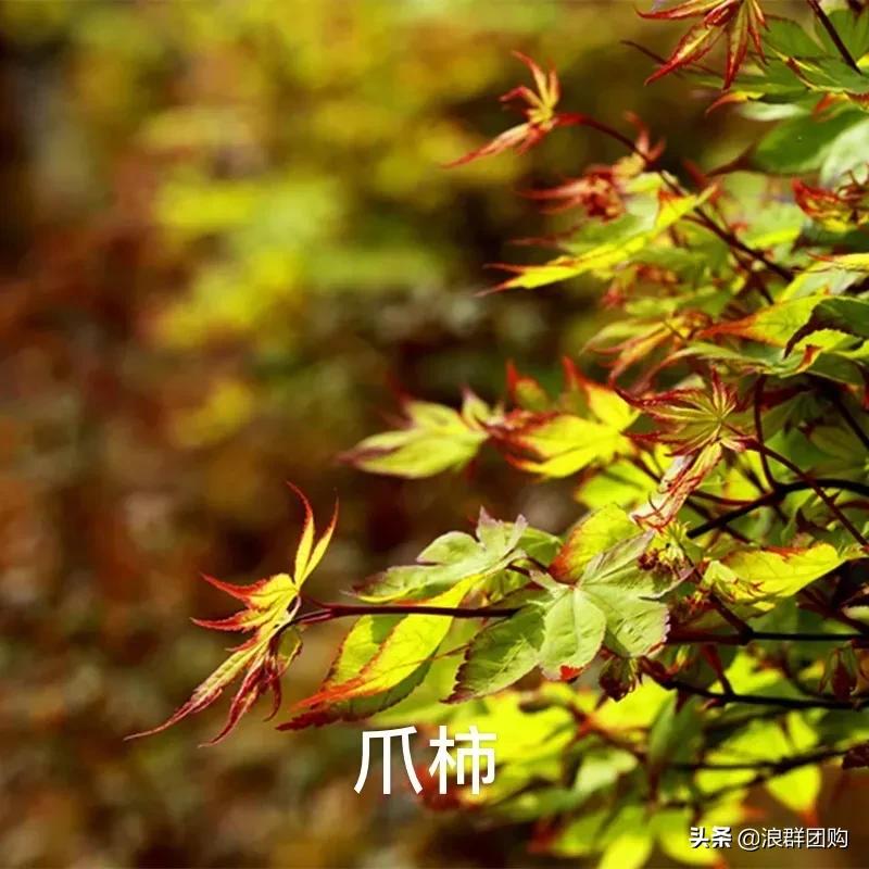 中式庭院藤类植物,枫树和紫藤