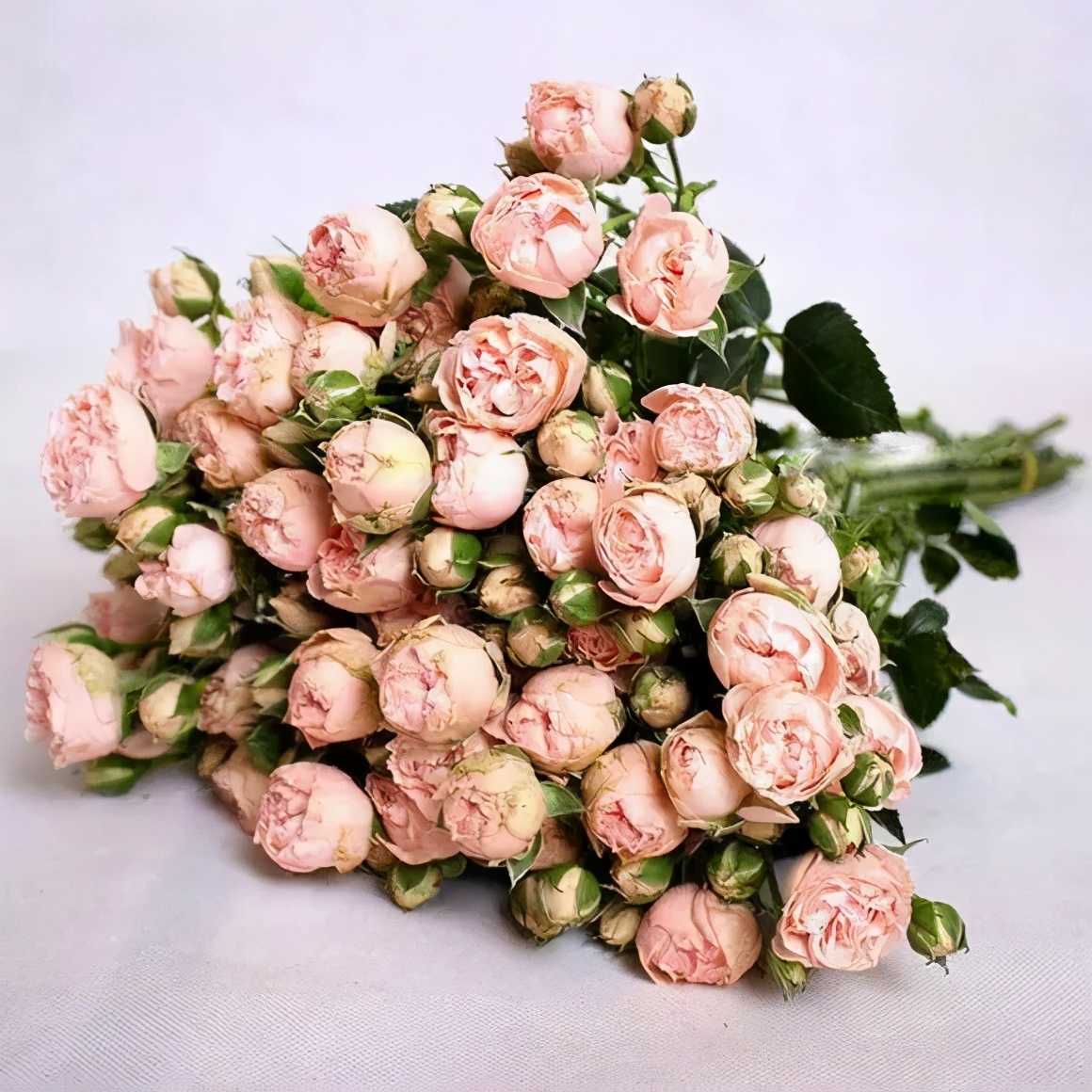 花店常用玫瑰花品种大全,一篇文章带你认识三亚40种花