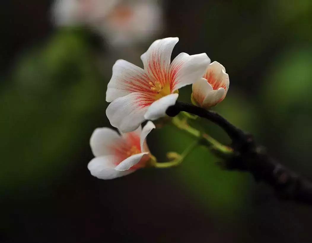 夏风吹来鸟语声,夏风吹来