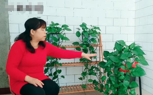 绿萝叶子发黄长斑点快速补救方法,绿萝叶子有斑点发黄怎么办