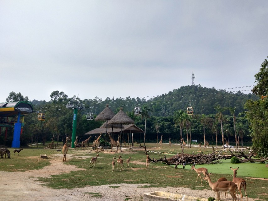 广州长隆野生动物世界二日游,广州长隆野生动物世界步行游览区