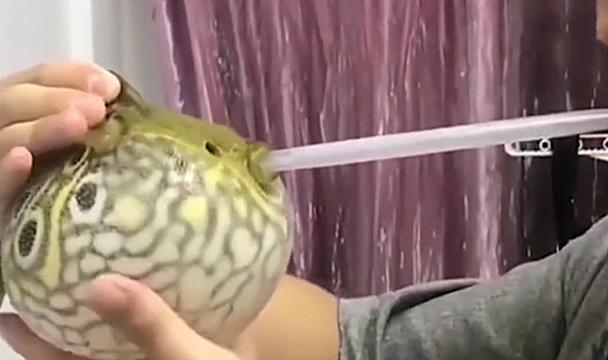 男子买鱼发现肚子圆滚滚,男子给河豚做人工呼吸