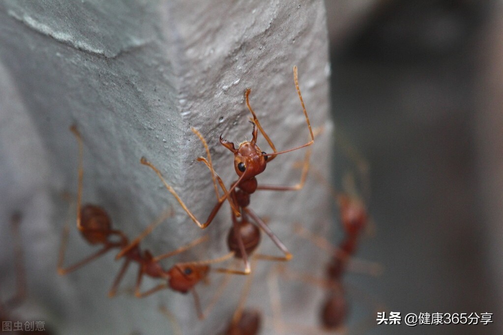 被虫子咬了要警惕四种病,被虫子咬了去看医生怎么治疗