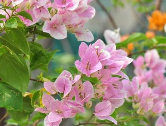 三角梅品种，细数三角梅最好看的八大品种