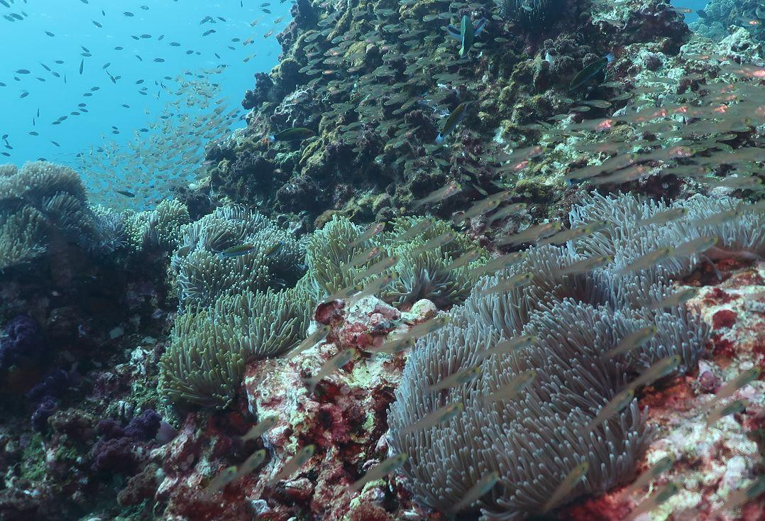 斯米兰船宿tapana,斯米兰船宿四天三晚