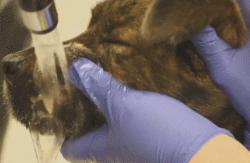 澳洲狗子吸毒,澳大利亚流浪狗