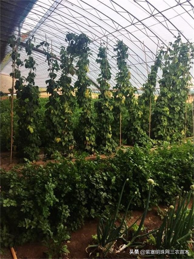 承德德润祥家庭农场,承德市德润祥家庭农场