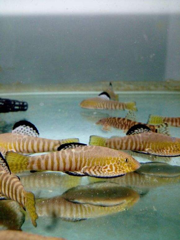 原生缸吸鳅推荐,鳅鱼能养在鱼缸里吗