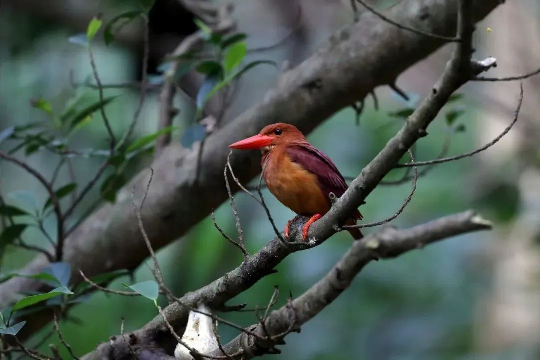 拍鸟平民镜头,业余爱好拍鸟装备