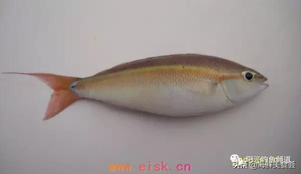 十种最受欢迎的海鱼,钓鱼人最爱的海鱼