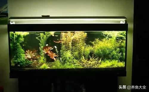 鱼缸水是清澈的但是有异味,孔雀鱼缸有异味怎么处理