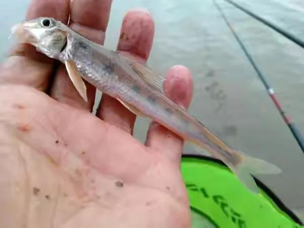 中国最好吃的4大淡水鱼,中国特别好吃的10种淡水鱼